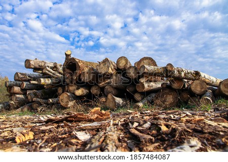 Felled tree logs are piled up against the blue sky. Deforestation and harvesting of firewood and logs.