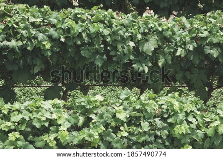 Two rows of vines taken from above, we are in Puglia in the Valle D'Itria famous for the production of wines, opaque treatment of the color of the image.