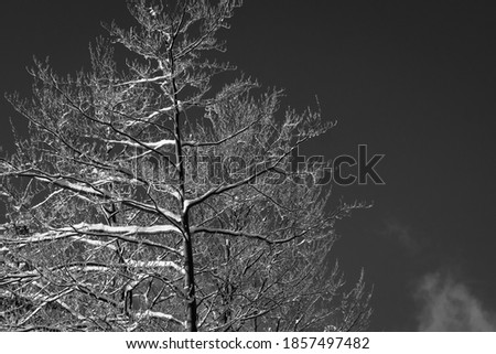 Low angle view of snow covered tree 