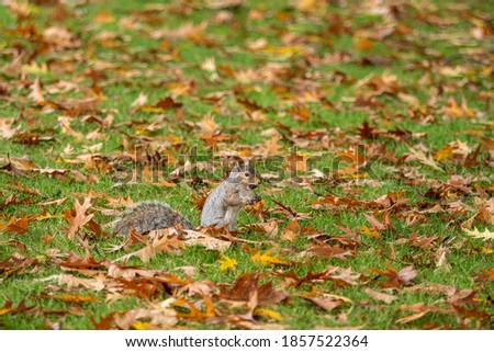 one cute grey squirrel sitting on orange fall leaves filled grasses enjoying the nut it just found