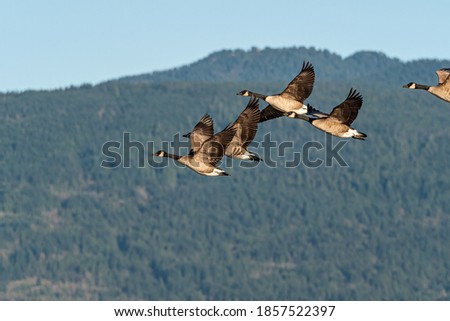 a flock of Canada gees fly by under the sun with mountain range in the background Royalty-Free Stock Photo #1857522397