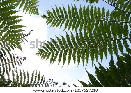 Leaves from the Cyathea arborea plant. This plant grows a lot in wet areas, such as tropical forests. This image is suitable for the background.