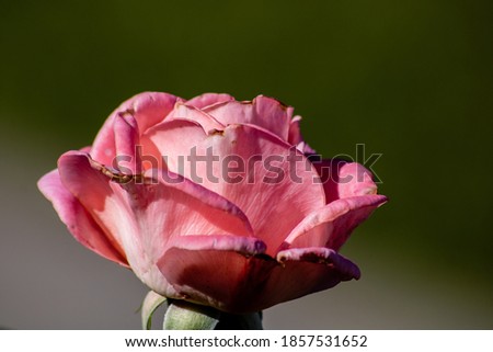 Picture of a pretty pink rose