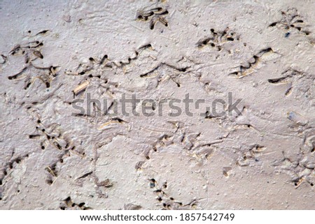 dried and cracked mud with a trail of many birds