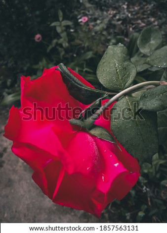 picture of a red color rose and its leaves.