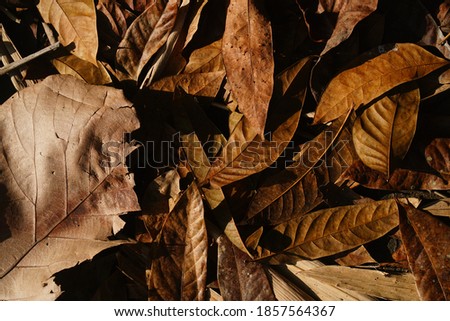 Heaps of dry brown leaves were scattered in the morning sun. Great for design or background materials