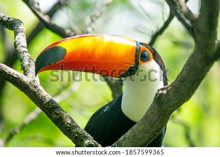 A Toucan (Tucano) is a famous Brazilian bird commonly found in the Atlantic Forest