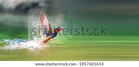 Mandarin Duck, a bird unique to China