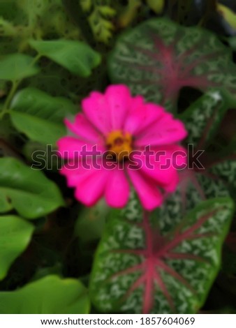 blured pink flower with the tropical background