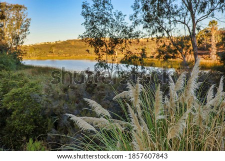 View of pampa grass flowers with depth of field background.