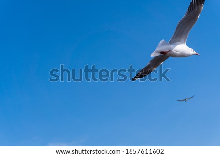 defocus of Seagull flying  with blue sky background. concept of freedom.