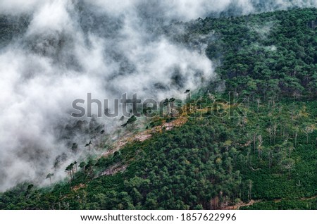 Thick green forest on a hillside in the evening mist. Green mountain forest in sdense fog. Cloudy weather in the mountain forest. Trees in the fog.