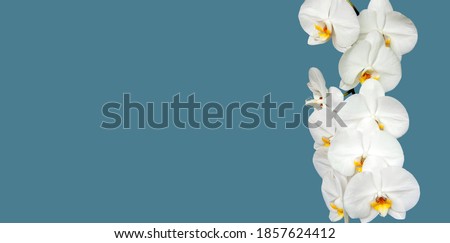 Large white Orchid flowers in the panoramic image. Panorama, a banner with space for text or insertion. White flowers on a blue background. Concept, layout. 