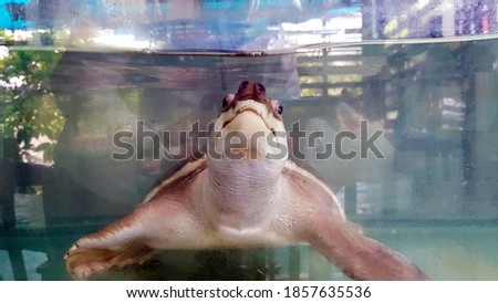 Turtle swim inside glass cabinet for show customers. Pet and marine animal wildlife. Take a photo through glass or window.