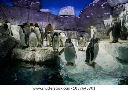 penguin association in japan 2020