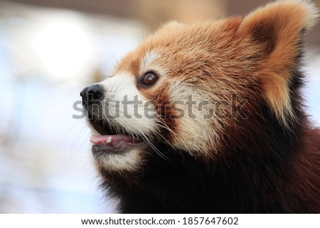 A cute red panda in the zoo