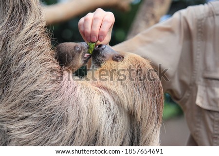 cute sloth mother and child