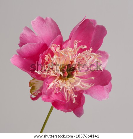Beautiful bright pink with a delicate center peony flower isolated on gray background.
