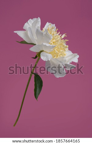 White with yellow center peony flower isolated on pink background.