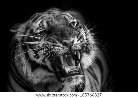 A tiger ready to attack  Royalty-Free Stock Photo #185766827