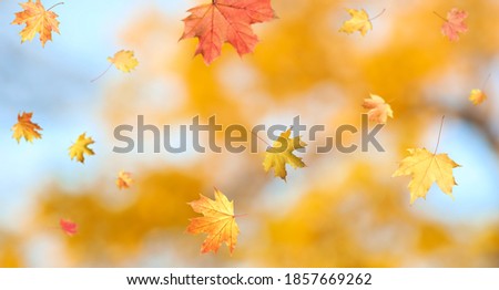 Autumn season. Beautiful leaves falling in park. Banner design 
