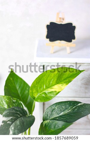 Beautiful Epipremnum Pinnatum Variegated in white potted with white background, selective focus, blurry