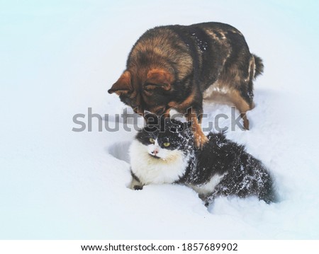 Funny cog and cat playing together outdoor in the snow
