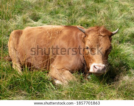 Free range relaxed organic resting brown cow on the meadow in the grass in the summer