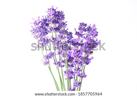 Closeup Blue Mountian a violet lavender Bouguet from Hokkaido, Lavender flowers bundle on a white background