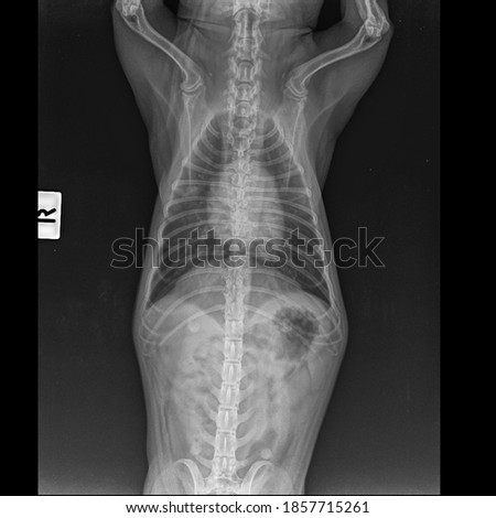 x ray chest inflamation and heart 10 year old poodle dog : Front view 