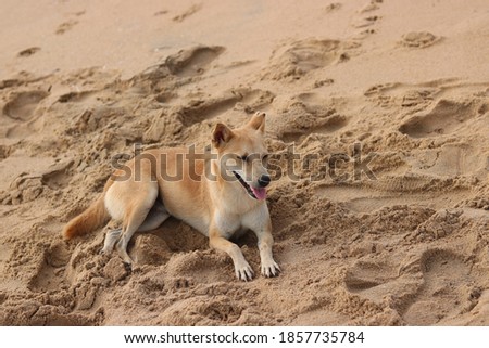 indian street dog in beach