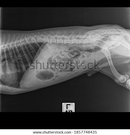 x ray gas in stomach and small intestine  in  large male dog :side view
