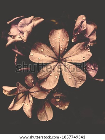 Beautiful picture of brown droplets flower