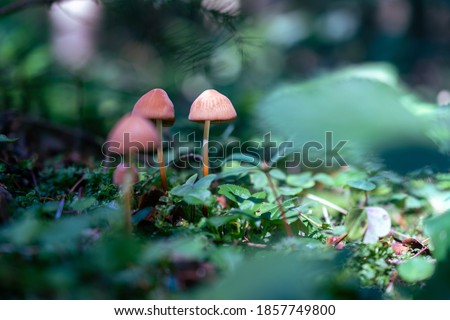 Moody picture of poison mushrooms in grass