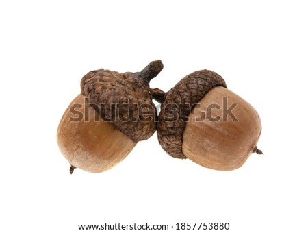 dry acorn isolated on white background
