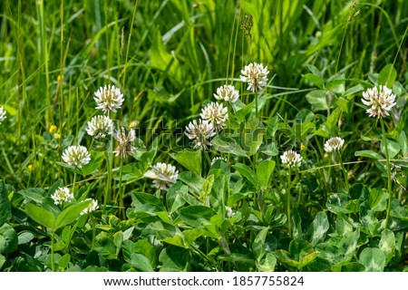 Background of clover or trefoil (Trifolium) pink flowers and green leaves in a sunny spring day, beautiful monochrome outdoor floral background