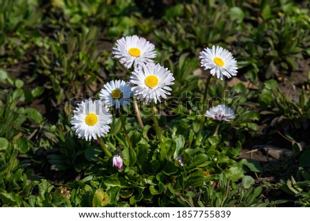 Side view of large group of Daisies or Bellis perennis white flowers in direct sunlight, in a sunny spring garden, beautiful outdoor floral background