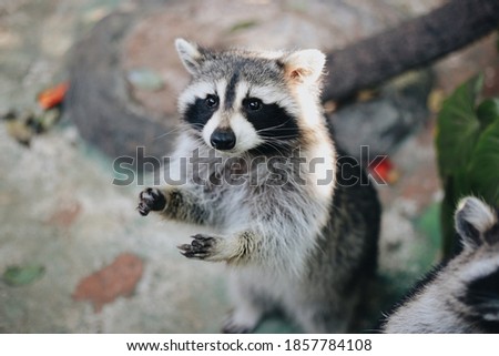 Cute Standing Little Raccoon Picture