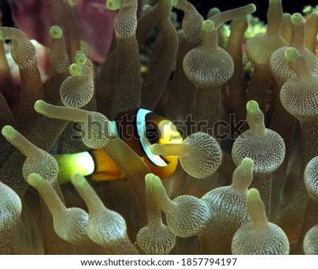 A small Clark's anemonefish inside a Bubble-tip Anemone Boracay Philippines