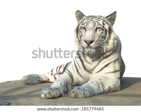 The strong white bengal tiger isolated on white background