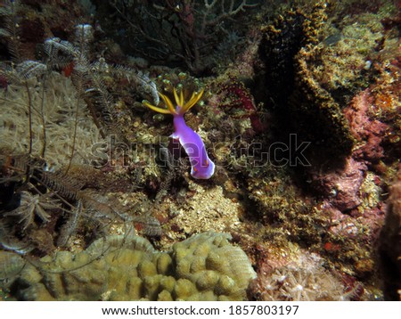A Hypselodoris apolegma nudibranch amongst corals Boracay Philippines