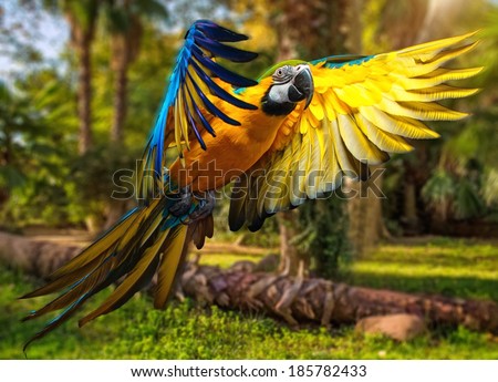 Beautiful colourful parrot over tropical background  Royalty-Free Stock Photo #185782433