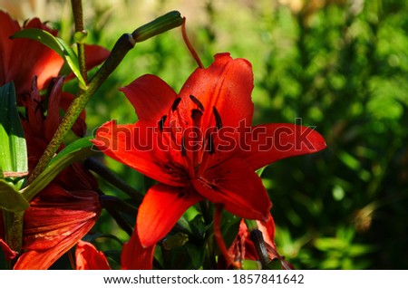Beautiful Lily flower on green leaves background. Lilium flowers in the garden. Background texture plant fire lily with orange buds. Image plant blooming tropical flower lily