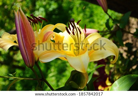 Beautiful Lily flower on green leaves background. Lilium flowers in the garden. Background texture plant fire lily with orange buds. Image plant blooming tropical flower lily