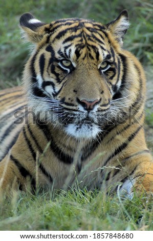 A portrait of a big strong tiger resting on the grass