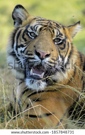 A portrait of a big strong tiger resting on the grass