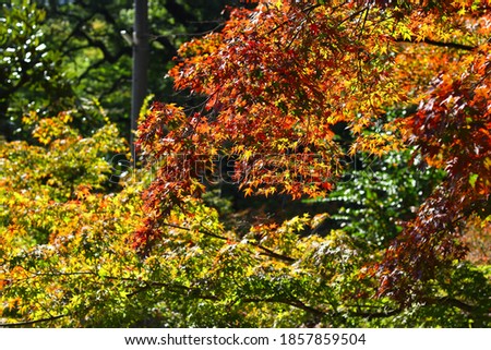 Saga Prefecture. Beautiful scenery of autumn leaves.