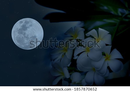 Full moon with silhouette plumeria flowers.