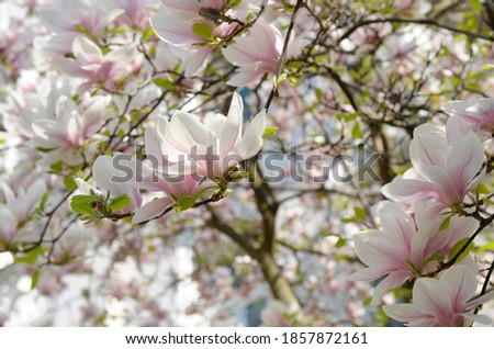 Magnolias (Magnolia soulangiana) grow as deciduous or evergreen shrubs and trees in germany