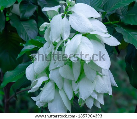 white Trumpet flower has a scientific name, namely Mandevilla sanderi. Trumpet flower is one of the beautiful ornamental plants because of its various flower colors, including red, purple, white and 
